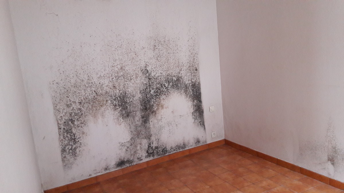 Moisissures - Expertise humidité à Chalon-sur-Saône